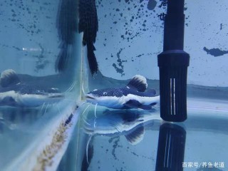 這種觀賞魚，小時候養著玩可以，千萬別指望它能招財