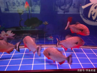 給觀賞魚治病的過程中，什麼最重要？一定是主人的想法和心態