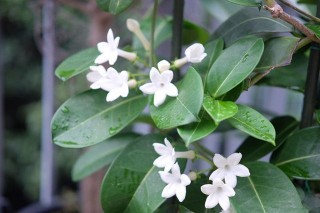 新型室內盆栽—茉莉球蘭，好養如綠蘿，葉綠花美，開花時滿屋香氣