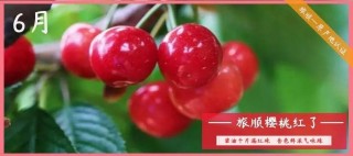 千樹槐花飄香，萬樹櫻桃紅遍，歡迎你到旅順來！