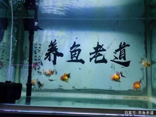為什麼說有些魚友的魚缸，裏面的觀賞魚，就像被煮餃子一樣？