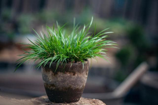 遇到4種小植物，不妨帶回家進行養護，裝點出美麗的盆栽