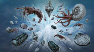 生物進化論屢受質疑，又一問題出現：該如何解釋昆蟲