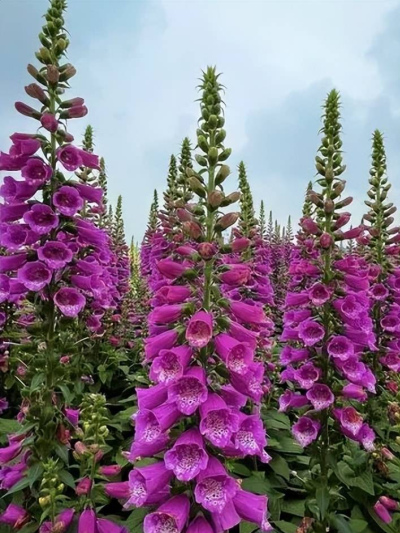 養花高手都喜歡的6種花，隨便一養開滿枝頭，姹紫嫣紅越養越美