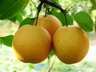 一方特產養育一方人，來看看滄州這十種特產美食，你都吃過嗎？