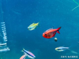 觀賞魚為什麼吃掉自己產的卵或小魚仔？怎麼預防這個現象的發生