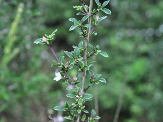 人稱“白馬骨”，兒時常去山裏挖，如今成熱門盆栽，20元一盆