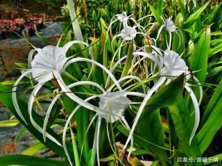11月底桃花飆升，4星座與真愛撞個滿懷，緣分天注定，眉目在傳情