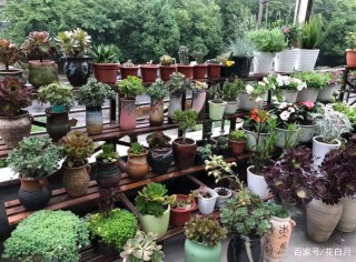 養花黃葉不是大毛病，從這4方面入手，盆栽枝葉常綠、鬱鬱蔥蔥