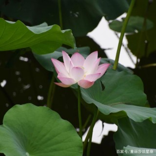 11月，神采奕奕一整年的4星座，財運一飛沖天，鴻運當頭行大運