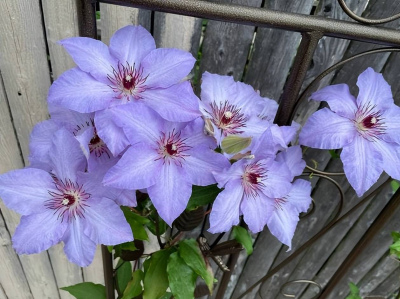春天養6種花正當時，號稱“開花小能手”，輕松開出曉花園