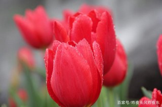 4月上旬，清風拂過，愛意灑落，三大星座，轉身求和，重新戀愛