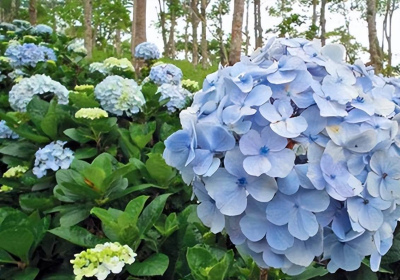 開春4種花變成“大水牛”，一條一瓢水，葉綠花豔輕松爆盆