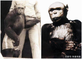 前蘇聯絕密“猩猩人”實驗，接近突破科學家卻被流放，實驗體成謎
