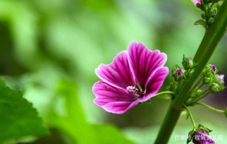 從6月下旬開始，十二宮充滿了財富、來自天空的財富和好運