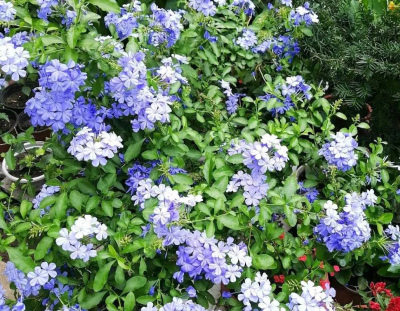 4月花花進入生長“關鍵期”，這些花趕緊搬出去，淋雨曬日開花多