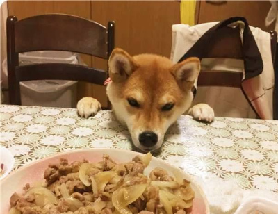 狗狗饞到臉都不要了。臉是什麼？能吃嗎？