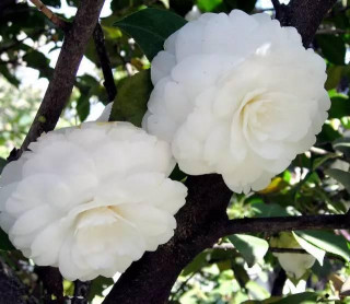 這種木本植物，花色“冰清玉潔”，漂亮不遜荷花玫瑰，是盆栽佳品