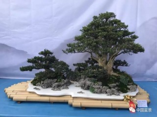 閒雲碎語之七： 盆景與熱愛 、學習 、實踐 、 總結的關係