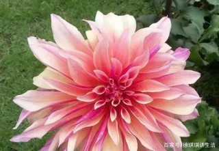 9月家有喜事，三個生肖星座都在市場的頂端，過年前不缺錢不缺錢