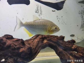 再談觀賞魚蹭缸問題，回顧一下自己之前的操作，就知道該治療