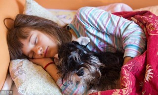 為什麼雪納瑞犬逐漸退出寵物圈？網友：「毛病」太多了