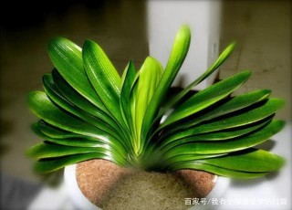 這種花可以開花、結種，可以摘幾個埋盆，也可以長出一盆花