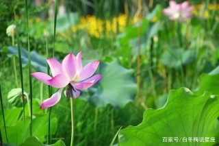 算命先生說：11月中旬，好運爆棚的4星座，財運開花，步步高升