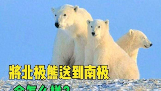 為什麼南極沒有北極熊？如果把北極熊送到南極，會怎麼樣？