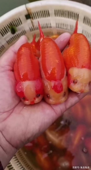 金魚觀賞魚到家怎麼操作過溫過水檢疫