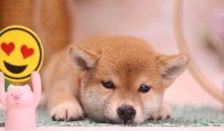 柴犬價格揭秘：你買的柴犬值嗎？