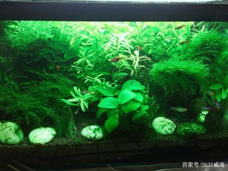 水草缸內生物的合理搭配，才能更好的利於整個生態系統的穩定長久