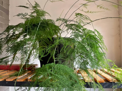 盤點10款適合居家種植的竹子，清新優雅寓意好，皮實好養值得擁有