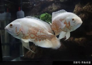 一位魚友三次混養觀賞魚的失敗經曆，希望新魚友們，能夠引以為戒