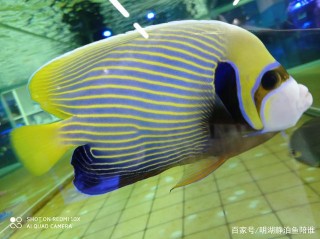 觀賞魚欣賞，知道魚名的請見告