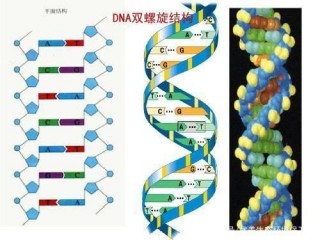 兩只雄性動物也能繁衍後代？科學家做了一個實驗刷新了人們的認知