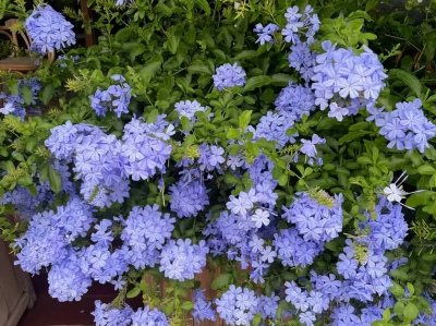 初夏就養這6種花，耐熱耐曬抗病性強，一開就是300天
