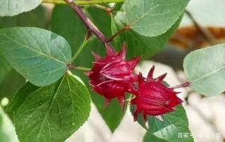 被拋棄的玫瑰茄又“火”了，究竟為啥呢？能夠種植嗎？