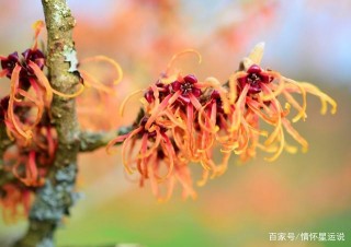 下周，桃花帶來真愛，步入感情新時代的星座