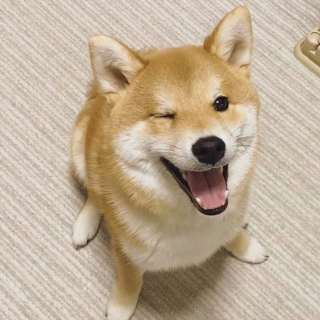 柴犬百科丨關於柴犬挑食的四個問題