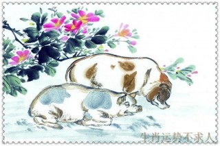 生肖豬為什麼都說命好？最後一個讓人太羨慕！
