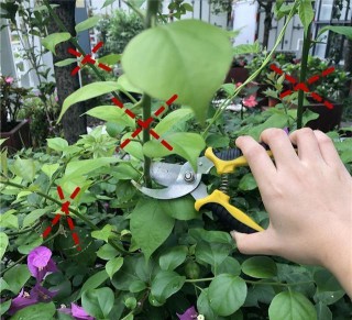 5種漂亮花，死活不開花？咔咔剪兩刀，滿枝滿丫全是花