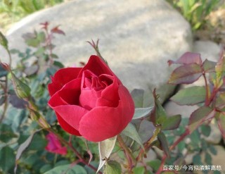 1月之後，前任夢裏見，愛意在心頭，期待前情能複蘇的3星座