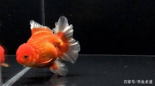 對於觀賞魚的品相和身體缺陷，不能強求，下述這些問題很有意思