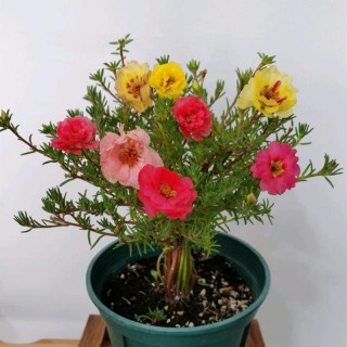 盆栽太陽花，滿足它4點，蹭蹭開不停