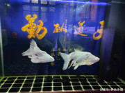 發現觀賞魚狀態不好該怎麼調理，主要應該改善哪些問題？