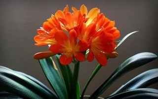 9大年宵花圖鑒，美化家居，寓意美好！