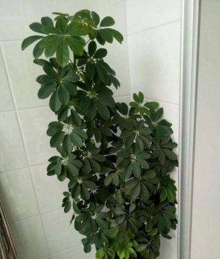 家養“招財樹”，一根孤零零？一刀修剪，枝繁葉茂，財源廣進