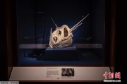 神奇動物在這裏！倫敦自然歷史博物館“魔法生物”出