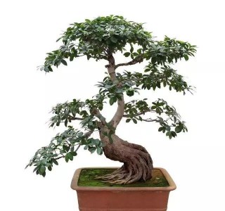 榕樹盆景欣賞，都說這盆景的價值可買輛豪車，到底長啥樣